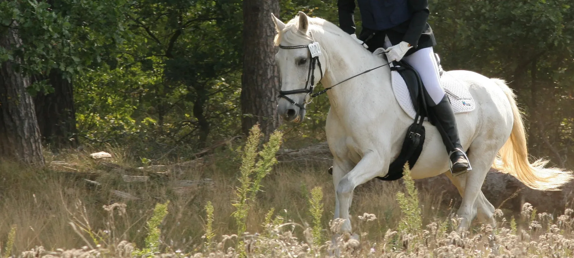 Homenajes ecuestres: joyas con crines y cenizas de caballos