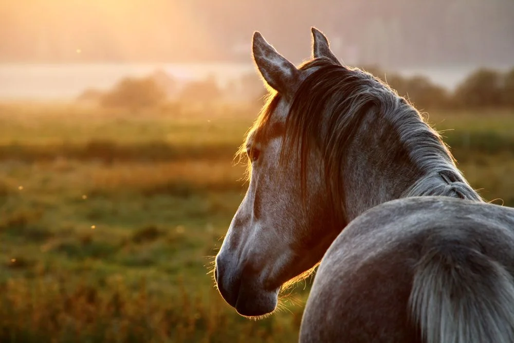 Homenajes ecuestres: joyas con crines y cenizas de caballos