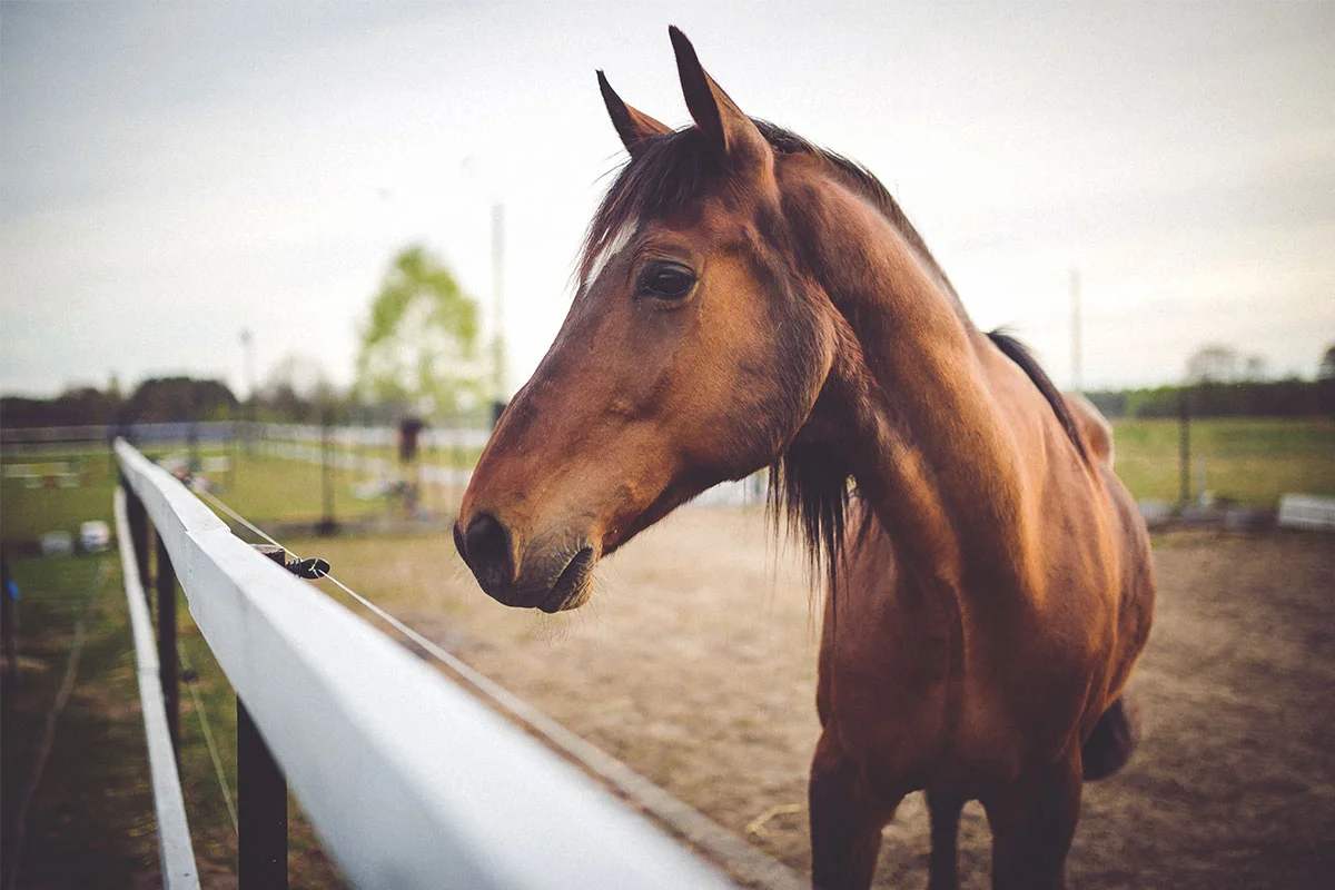 ¿Qué hacer con las cenizas de un caballo?